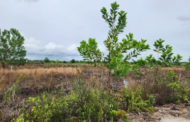 DIJUAL TANAH DI TALAWANG PALANGKA RAYA