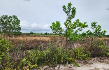 DIJUAL TANAH DI TALAWANG PALANGKA RAYA
